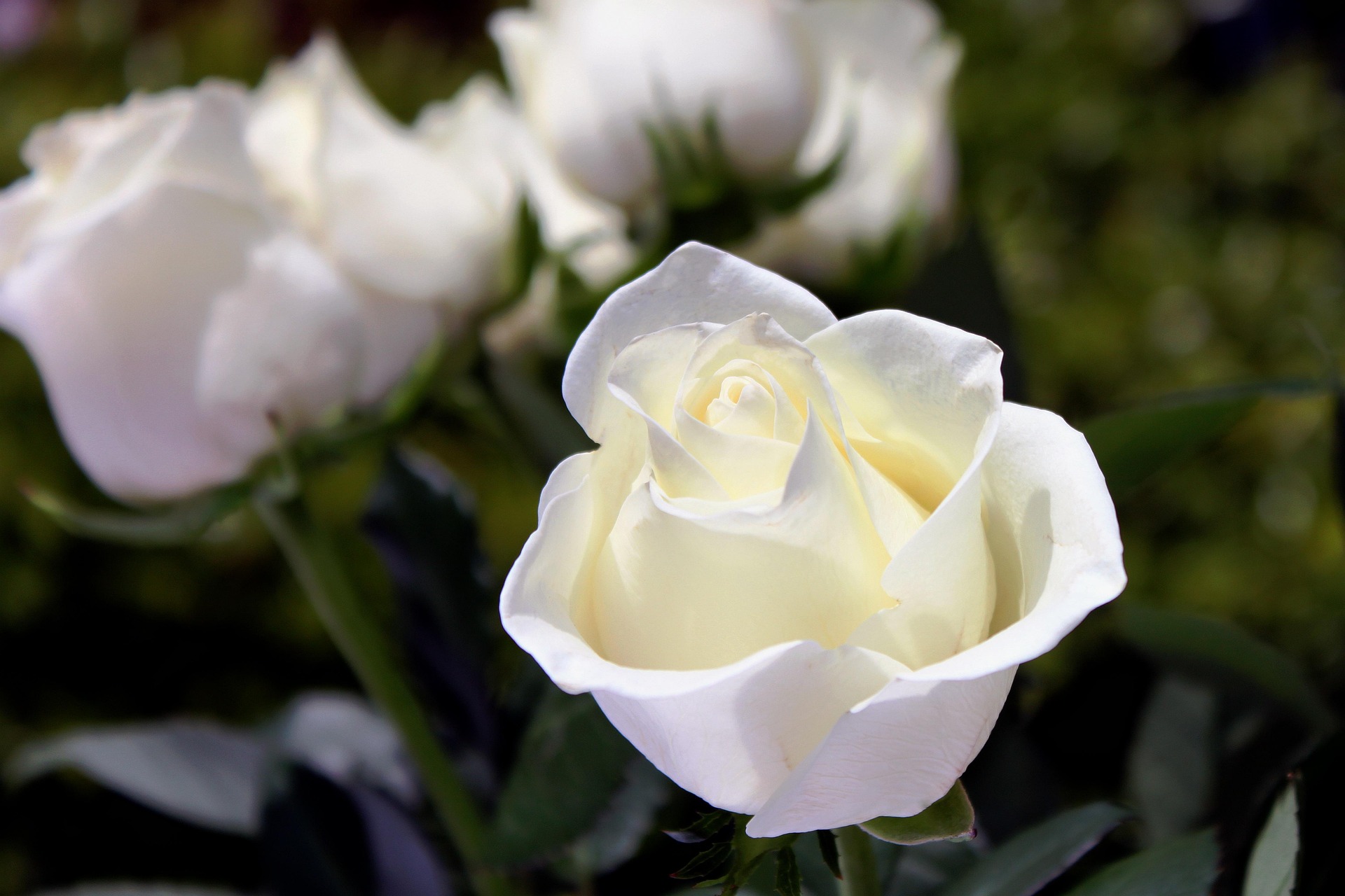 Bereavement & Grief Support